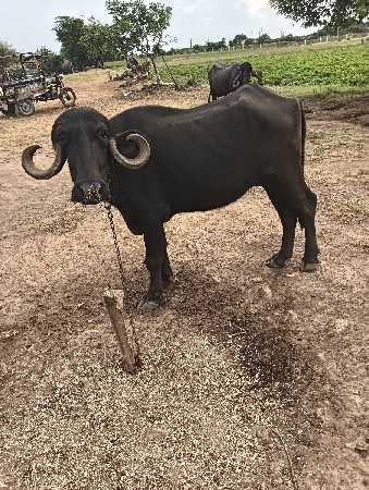 બે ખડેલા વેચવાના છે