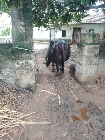 ભેંસ વેચવાની છે