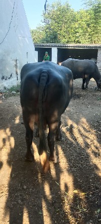 kariya ramesh