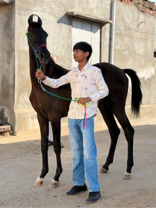ધોડી લેવા ની છે