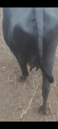 ભેંસ વેચવાની છે