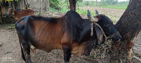 ગાય વેચવા ની છે