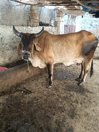 કાંકરેજ ક્રોસ ગાય વેચવાની છે