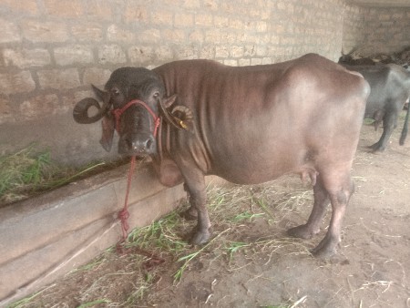 ભેંસ વેચવાની છે