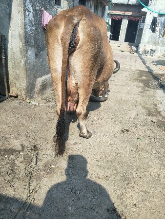 ગાય વેચવાની છે