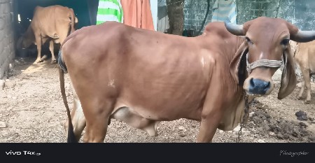 ગાય વેચવાની છે