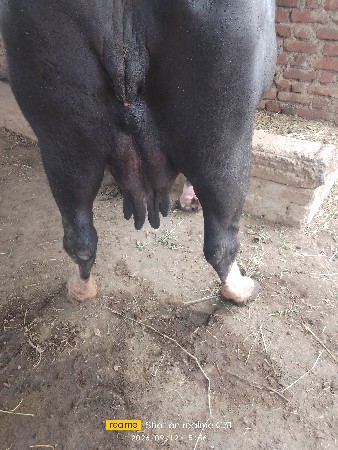 ભેશ