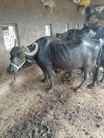 3 ભેંસુ વેચવાની છે