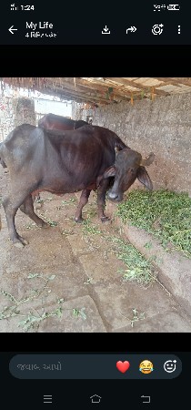 ભેસવેસવાનીસેએકમયનાનીકાસી