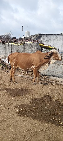 ગીર ઓડકી વેચવાની છે