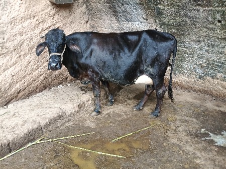 જર્સી ગાય વેચવાની છે