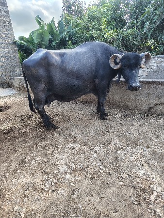 ભેંસ વેચવાની છે