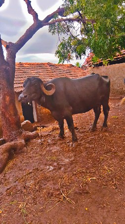 vesvani se
