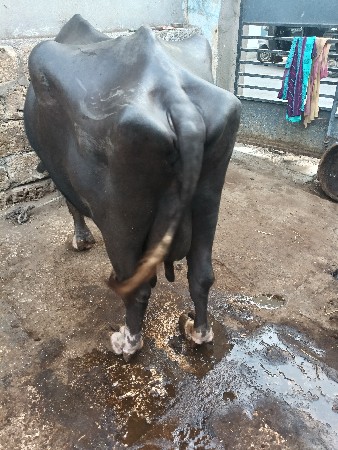 ભેંસ વેચવાની છે.