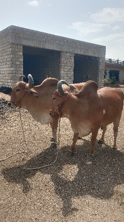 બળદ વેચવા ના છે
