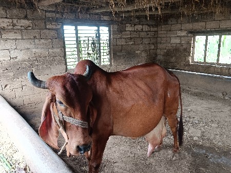 ગાય વેચવાની છે
