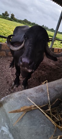 ભેંસ વેચવાની છે