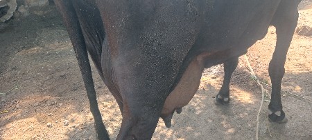 ગાય વેચવાની