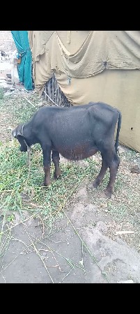 પાડો