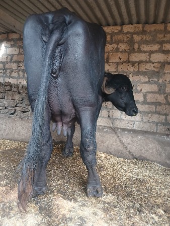 આ.જાફરિ.ખડાયવેશવાનિછે