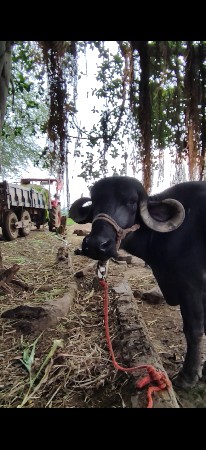 જાફરાબાદી ભેંસ