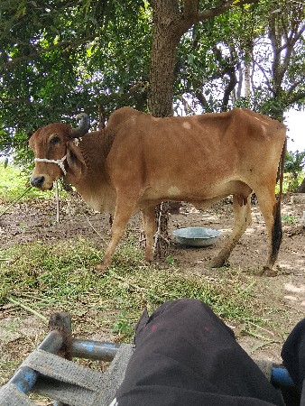ગાય વેચવાની છે