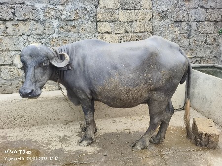 ભેંસ વેચવાની છે ભેંસ વેચવાની છે