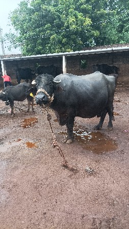 વેચવાની છે.