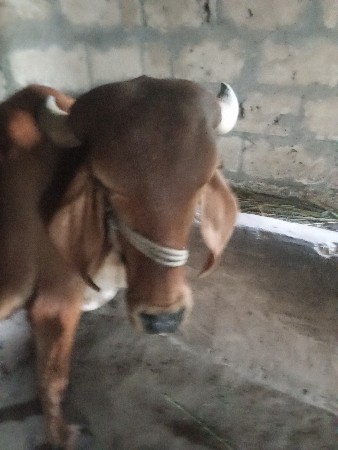 વાછડી વેચવાની છે