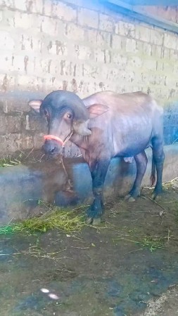 1 પાડો વેચવાનોછે