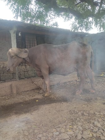 ભેંશ વેશવાની
