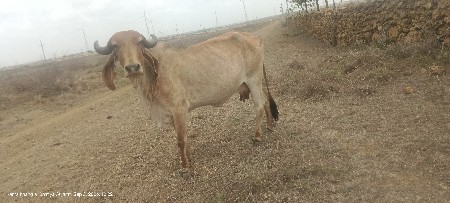ગાય વેચવાની છે