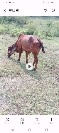 ગીર ગાય વેચવાની છે