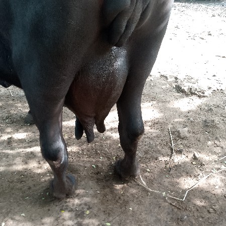ભેંસ વેચવાની છે