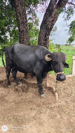 pelu vetar khadeli