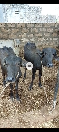 બે પાડી તન ખડેલા વેચવા ના છે