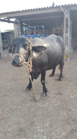 ભેસ
