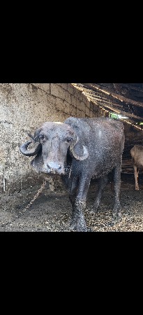 જાફરાબાદી ખડાઈ