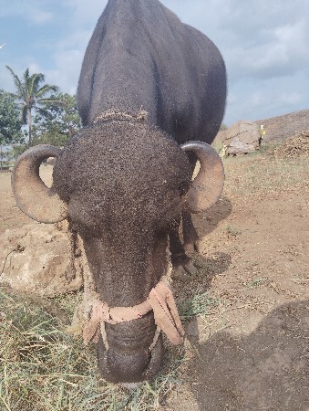 ભેસ વેચવાની છે