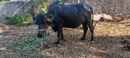 ખડેલી વેચવાની છે