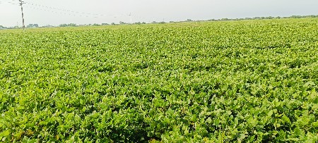 10 વિધા જમીન વેચવાની છે
