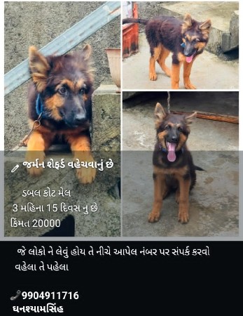 જર્મન સેફ