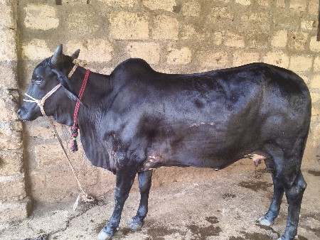કારી ઓડકી વેચવાની છે