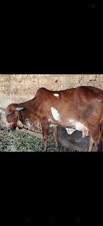 ગાય વેચવાની છે