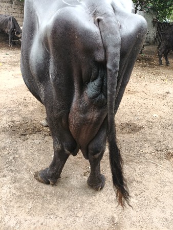 ભેંસ ત્રીજુ વેતર