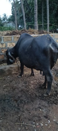 ભેંસ વેચવાની છે