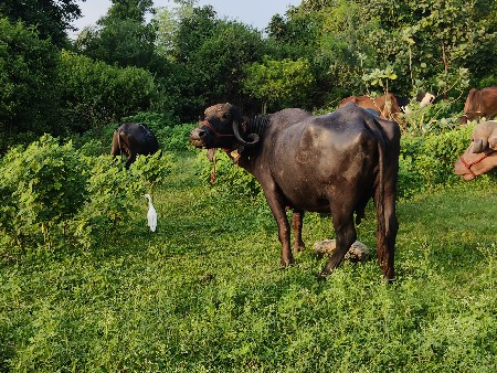 ભેંસ વેચવા ની છે.