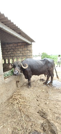 ભેસ વેચવાની છે