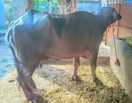 ભેંસ વેચવાની છે
