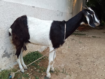 બકરી